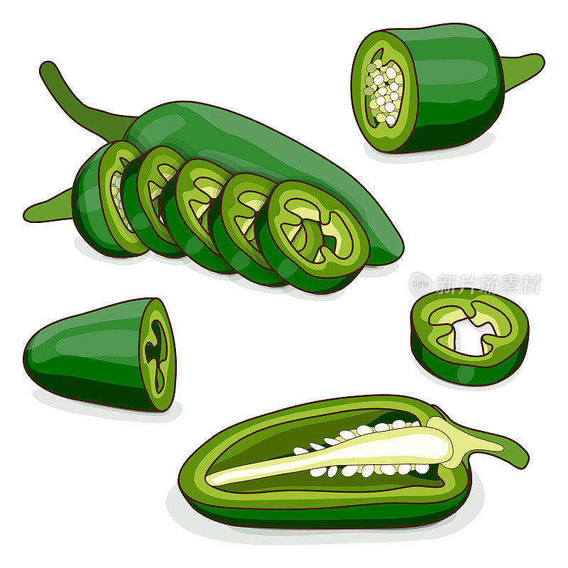 Whole, half, quarter, and slices of Green Jalapeño chili peppers. Jalapeno. Capsicum annuum. Chili pepper. Vegetables. Cartoon style. Vector illustration isolated on white background.
